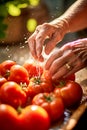 Closeup of senior woman hands washing ripe juicy homegrown tomatoes. Water splashes sunlight. Local produce farming concept Royalty Free Stock Photo