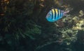 Closeup Sergeant major (Abudefduf vaigiensis) fish in the Red Sea, Egypt with copy space. Royalty Free Stock Photo