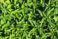 Closeup of serrated leaves of the stinging nettle plant as an organic green background Royalty Free Stock Photo