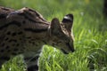 Closeup of a serval in a field under the sunlight in the Marwell Zoo, England