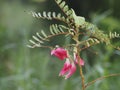 Sesbania Grandiflora, red flower on Cork Wood Tree, Small perennials of the family Sesbania, Fabacea family, or nut family,