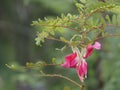 Sesbania Grandiflora, red flower on Cork Wood Tree, Small perennials of the family Sesbania, Fabacea family, or nut family,