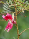 Sesbania Grandiflora, red flower on Cork Wood Tree, Small perennials of the family Sesbania, Fabacea family, or nut family