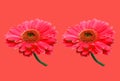 Closeup set two red gerbera daisy flower blossom blooming isolated on pure red orange background for stock photo or illustration, Royalty Free Stock Photo