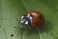 Closeup on a seven spotted ladybird, beetle , Coccinella septempunctata sitting on a green leaf Royalty Free Stock Photo