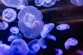 Closeup of Several Beautiful Moon Jellyfish (Aurelia aurita) Lit with a Blue Light