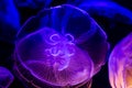 Closeup of Several Beautiful Moon Jellyfish Suspended in Water with a Soft Bioluminescence Royalty Free Stock Photo