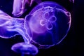 Closeup of Several Beautiful Moon Jellyfish Suspended in Water with a Soft Bioluminescence