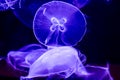 Closeup of Several Beautiful Moon Jellyfish Suspended in Water with a Soft Bioluminescence Royalty Free Stock Photo