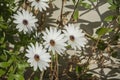 Closeup of several blossoms of Van Staden\'s River daisy Royalty Free Stock Photo