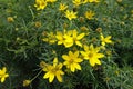 Closeup of several bright yellow flowers of Coreopsis verticillata