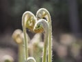 Closeup of green fiddleheads growing in sunlight Royalty Free Stock Photo