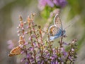 Several Idas blue or northern blue butterflies on blooming heather Royalty Free Stock Photo