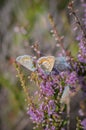 Several Idas blue or northern blue butterflies on blooming heather Royalty Free Stock Photo