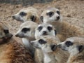 Closeup of several meerkats in the nature of Africa