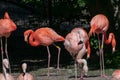 Closeup of several pink flamingos in a zoo during daylight