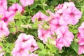 closeup several pink petunias in summer garden