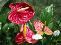 Closeup of several red anthurium andreanum