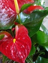 Closeup of several red anthurium andreanum flamingo lily Royalty Free Stock Photo