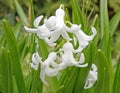 closeup several white perennial Hyacinth flowers, Hyacinthus in Spring