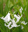 closeup several white perennial Hyacinth flowers, Hyacinthus in Spring Royalty Free Stock Photo