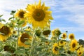 Closeup of several yellow sunflowers on a meadow on a sunny summer day Royalty Free Stock Photo