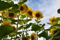 Closeup of several yellow sunflowers on a meadow on a sunny summer day Royalty Free Stock Photo