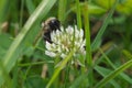 Closeup shaggy bumblebee with big eyes on white clover, Dutch clover, Ladino clover, Ladino, Trifolium repens