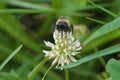 Closeup shaggy bumblebee on white clover, Dutch clover, Ladino clover, Ladino, Trifolium repens