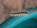 Closeup shaggy caterpillar black and yellow colors