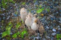 Closeup of shaggy ink cap mushrooms in the grass - Coprinus comatus Royalty Free Stock Photo