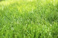 Closeup shallow focus of healthy green grass residential lawn in sunshine,