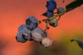 Closeup shallow focus shot of a branch of blueberries covered in the dust of nature Royalty Free Stock Photo
