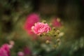 Closeup shallow focus shot of a pink garden rose in a green estate full of other flowers Royalty Free Stock Photo