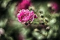 Closeup shallow focus shot of a pink garden rose in a green estate full of other flowers Royalty Free Stock Photo