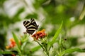 Closeup shallow focus shot of a zebra longwing butterfly feeding on small orange flowers Royalty Free Stock Photo