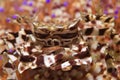Closeup shallow focus shot of a zebrida crab Royalty Free Stock Photo