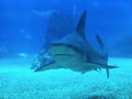 Closeup of a shark in the Oceanarium in Lisbon in Portugal Royalty Free Stock Photo