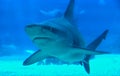 Closeup of a shark in the Oceanarium in Lisbon in Portugal Royalty Free Stock Photo