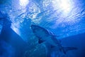 Closeup shark swim in aquarium, Suphan Buri, Thailand