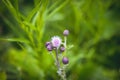 Closeup of a sharp prickled Thistle buds captured in a field