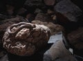 Closeup of a sharp-tailed snake on a rock in a cave with a blurry background Royalty Free Stock Photo