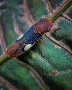 Closeup of a sharpshooter on a dark green leaf captured in Amazon rainforest of Peru