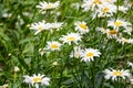 Closeup of Shasta daisies, Leucanthemum superbum.