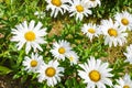 Closeup of Shasta daisies, Leucanthemum superbum.