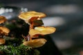 Closeup of sheathed woodtuft (Kuehneromyces mutabilis) mushrooms growing under the sunlight Royalty Free Stock Photo