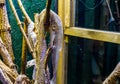 Closeup of a shed snake skin moult hanging on a branch, ecdysis of a mexican kingsnake