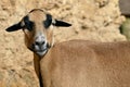 Closeup sheep of Cameroon Royalty Free Stock Photo