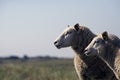 Closeup sheep on Royalty Free Stock Photo