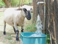 Closeup of a sheep drinking water from a running tap with its face half submerged under water